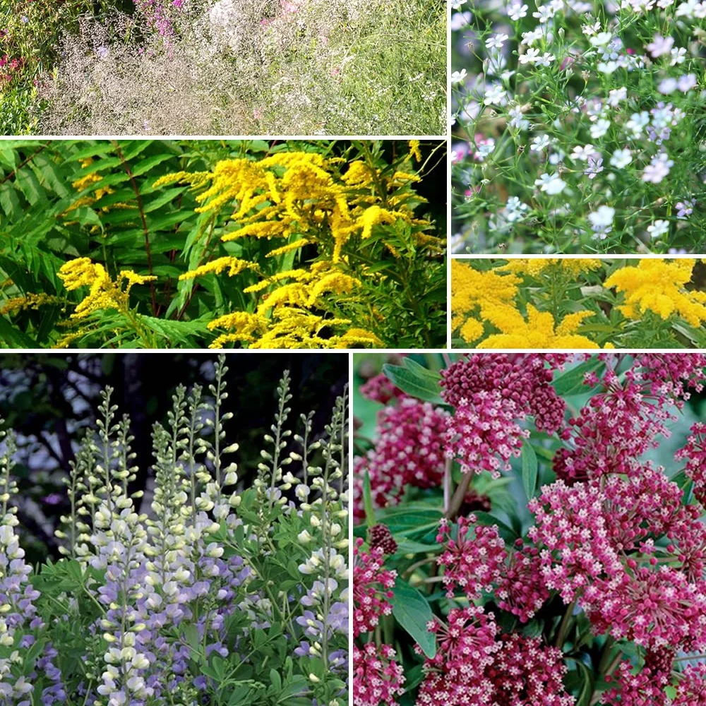 Collection de 12 plantes vivaces hautes pour bordures et bouquets Alchemilla mollis, solidago luteus, asclepia incarnata, gypsophila