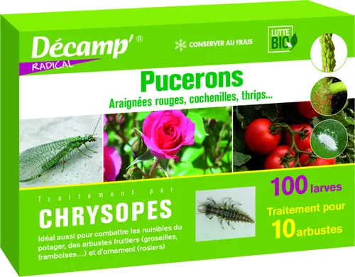 Chrysopes 100 larves