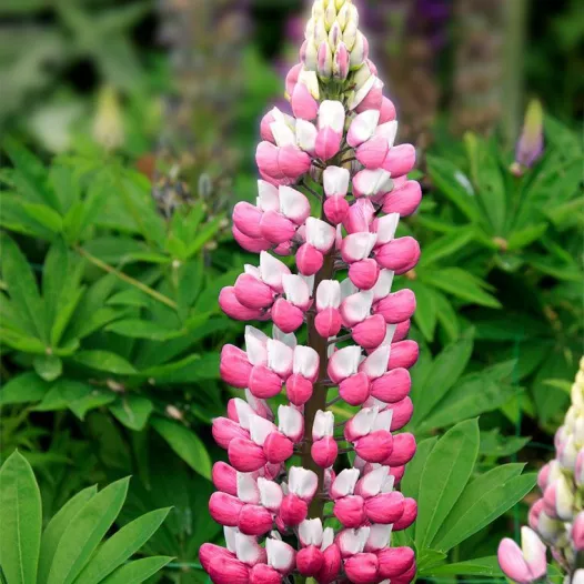 Lupine Gemengd | Bio en zaadvaste bloemenzaden