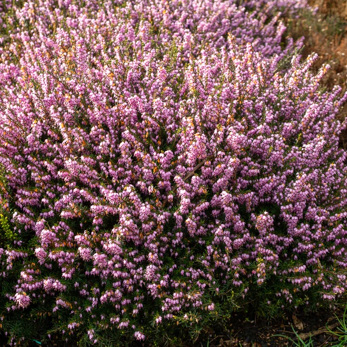 Bruyère d'hiver Darley Dale Erica darleyensis Darley Dale