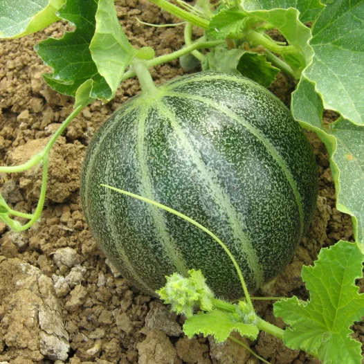 Bio zaden van Meloen Noir des Carmes