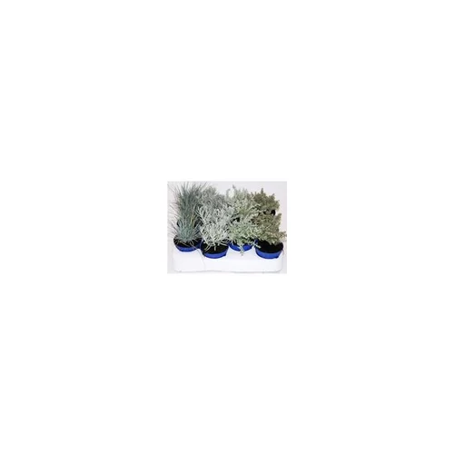 Feuillages Gris - Le pot diam.6cm