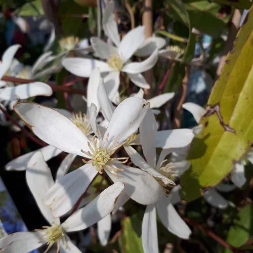 CLEMATITE ARMANDII. Le pot de 10 litres