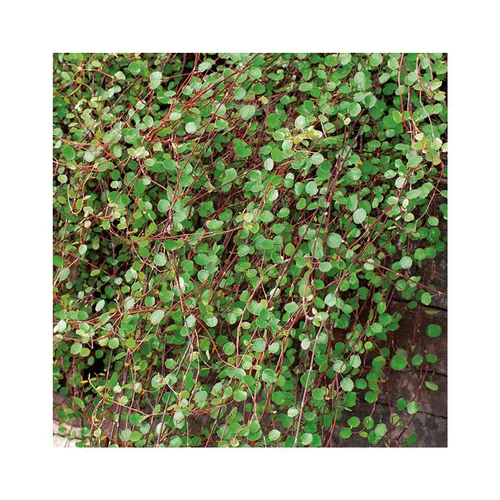 Muehlenbeckia complexa en pot de 3 litres