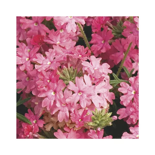 Verveine retombante saumon - Le pack de 6 plants