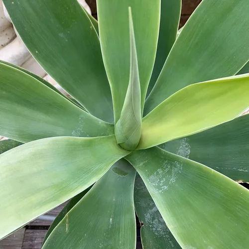 Agave Attenuata. Le pot de 5 litres