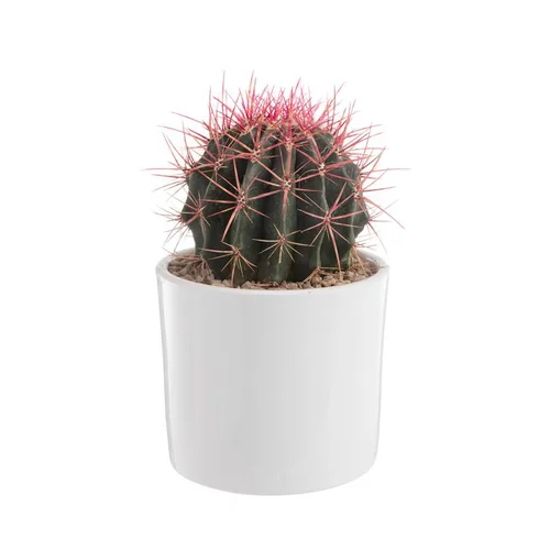 Cactus mix en pot blanc émaillé, Ø 20cm