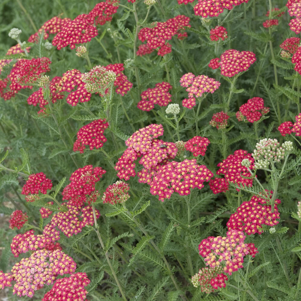 Achillée millefeuille Cerise Queen Achillea millefolium Cerise Queen