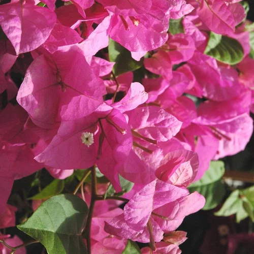Bougainvillée colonne - Le pot de 13 litres