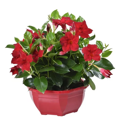 Dipladénia buisson - La coupe de 19 cm