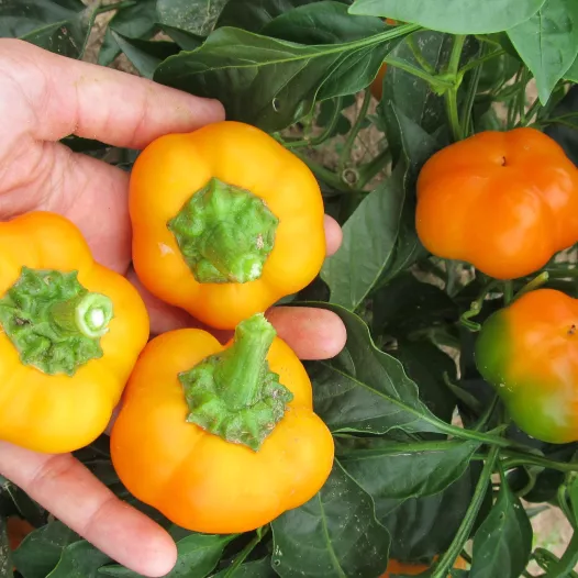 Biologische zaden van Paprika Doe Hill