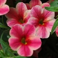 Calibrachoa - La jardinière de 50 cm