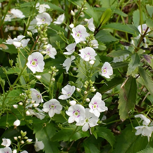 Parahébé Avalanche Parahebe x avalanche
