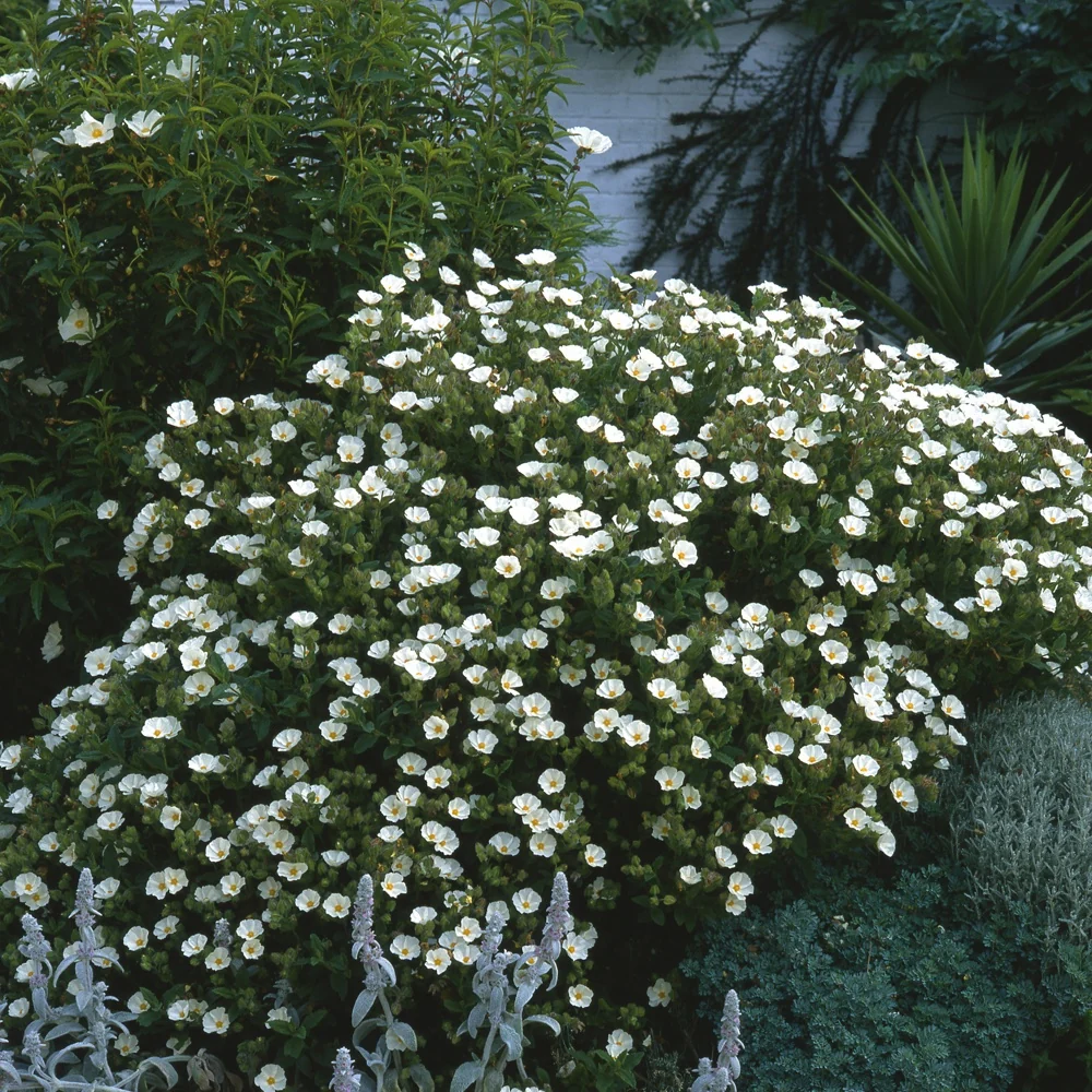 Cistus florentinus Cistus florentinus