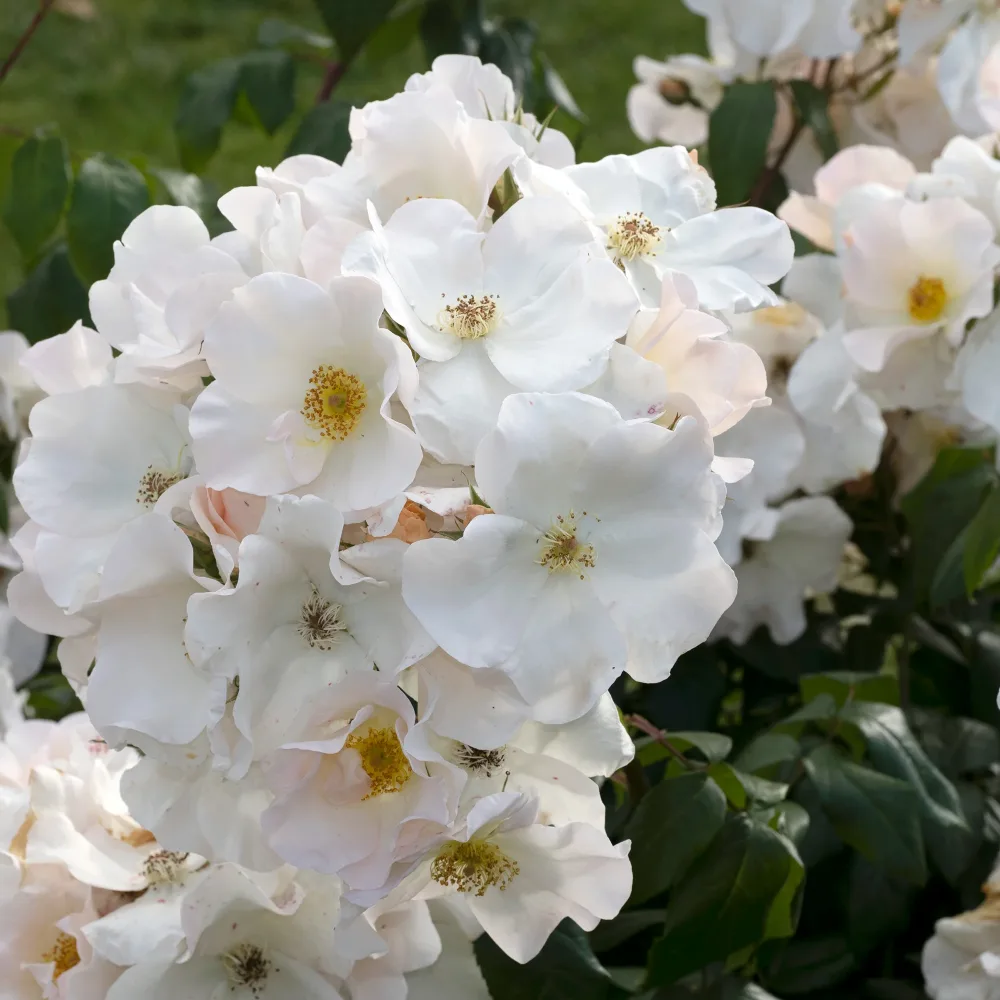 Rosier arbustif Sally Holmes Rosa Sally Holmes