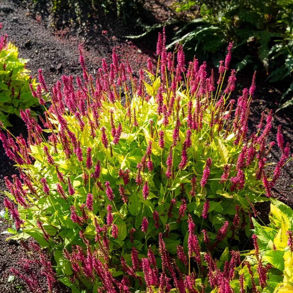 Renouée Golden Arrow - Persicaire Persicaria amplexicaulis Golden Arrow