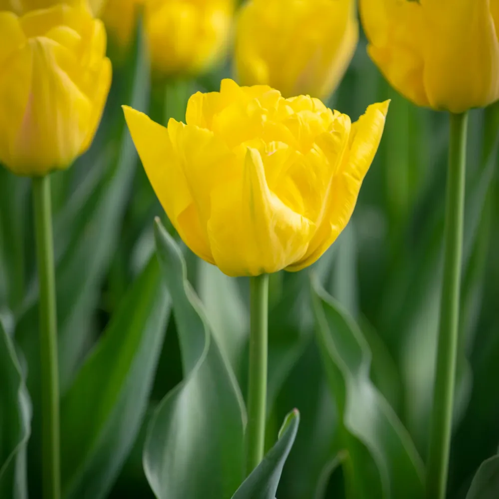 Tulipe double hâtive Marie Jo Tulipa Marie Jo