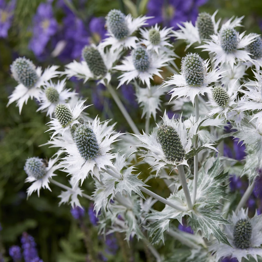 Panicaut géant Eryngium giganteum
