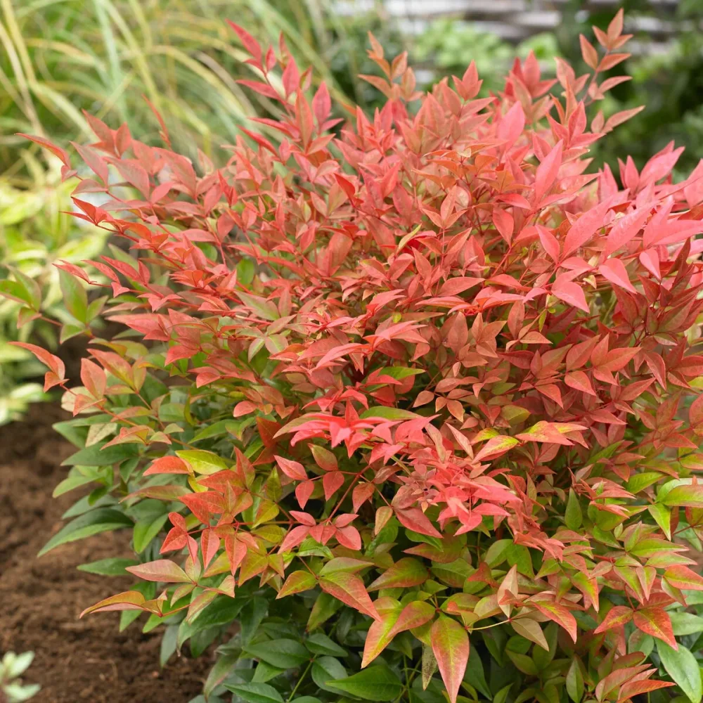 Bambou sacré Obsessed Nandina domestica obsessed'®