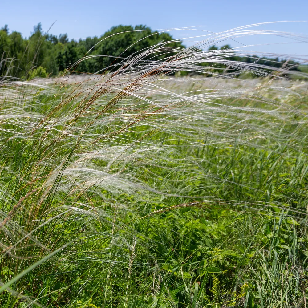 Stipe admirable Stipa pulcherrima
