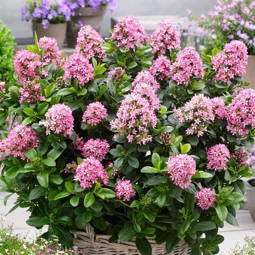 Escallonia Laevis Pink Elle rose en pot de 4 L