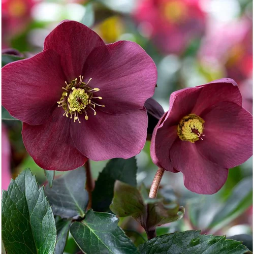 Hellébore (ou Rose de Noël) HGC ® Ice N'Roses ® Early Red violet - Le pot de 2 litres