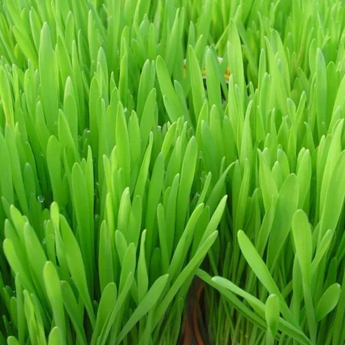 Herbe A Chat Bio. La barquette