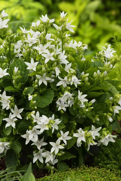 Campanule ‘E. H. Frost’ - Le pot de 2 litres