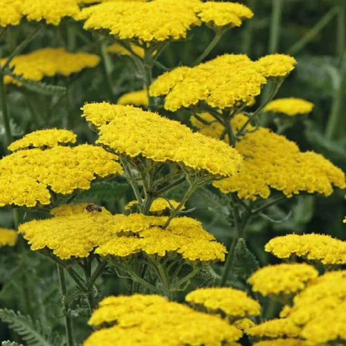 Achillea Millefolium. Le pot de 19 cm
