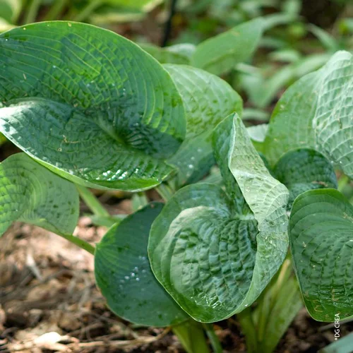 Hosta 'Abiqua Drinking Gourd' - Le pot de 2 litres