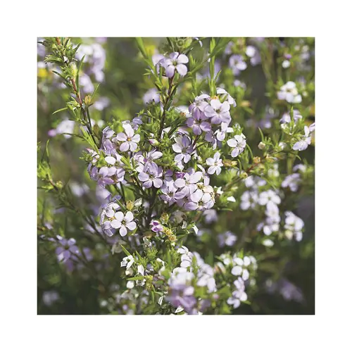 Diosma hirsuta pink foutain coloris rose. Le pot de 3 litres