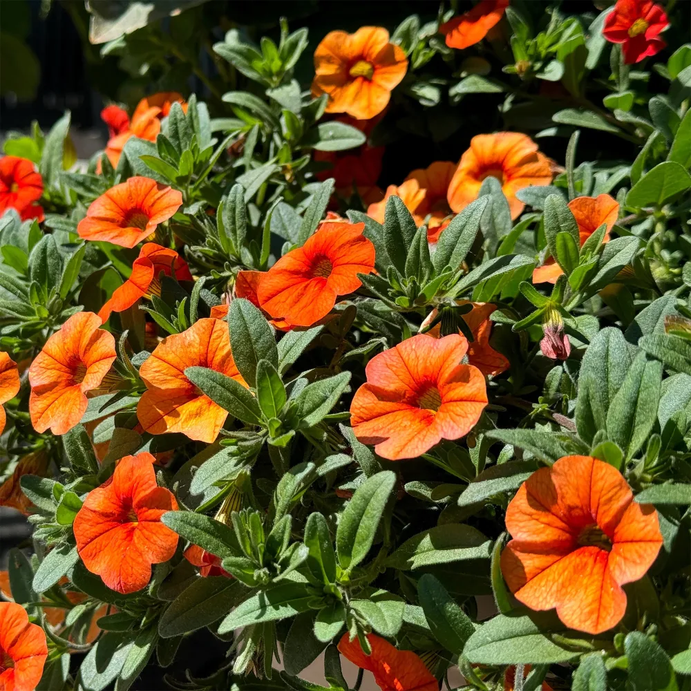 Mini-pétunia oranges Calibrachoa hybride orange