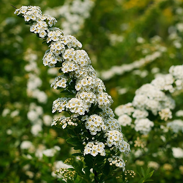 2 x Spirée du Japon 'Snowmound' – Spiraea nipponica 'Snowmound', 40, 60 cm pot