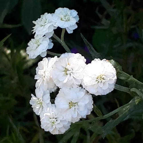 Achillea Ptarmica Peter Cottontail (Blanc). Le pot de 2 litres