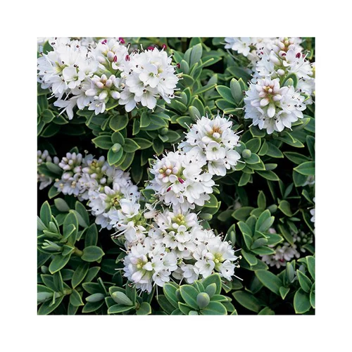 Hebe sutherlandii en pot de 3 litres