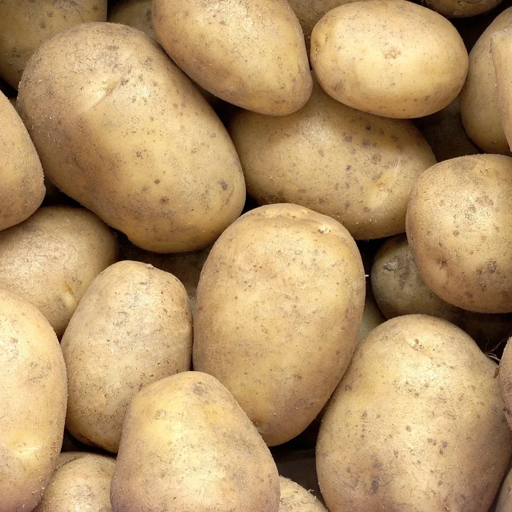 25 Pommes de terre Minette Solanum tuberosum minette