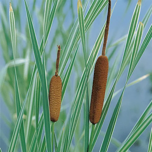 Typha latifolia variegata pot de 3 litres