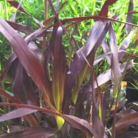 Pennisetum pourpre - Le pot de 2,5 litres