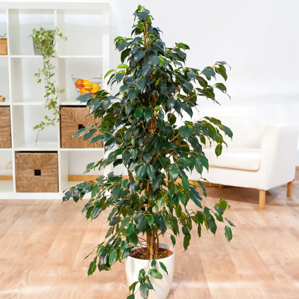 Ficus benjamina Danielle Ficus benjamina Danielle
