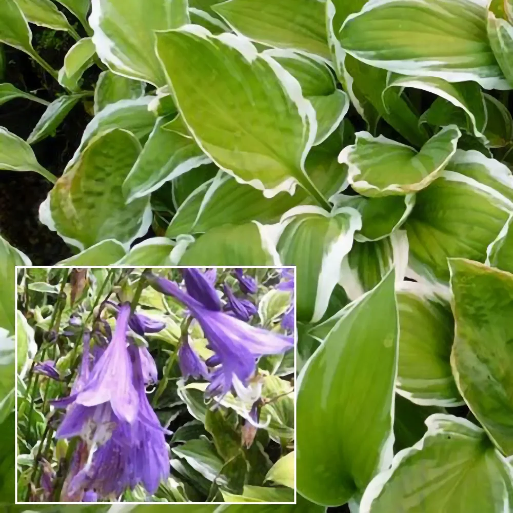 Hosta de Siebold Ginko Craig Hosta sieboldiana ginko craig