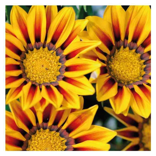 Gazania rouge flamme - Le pot de 9 x 9 cm