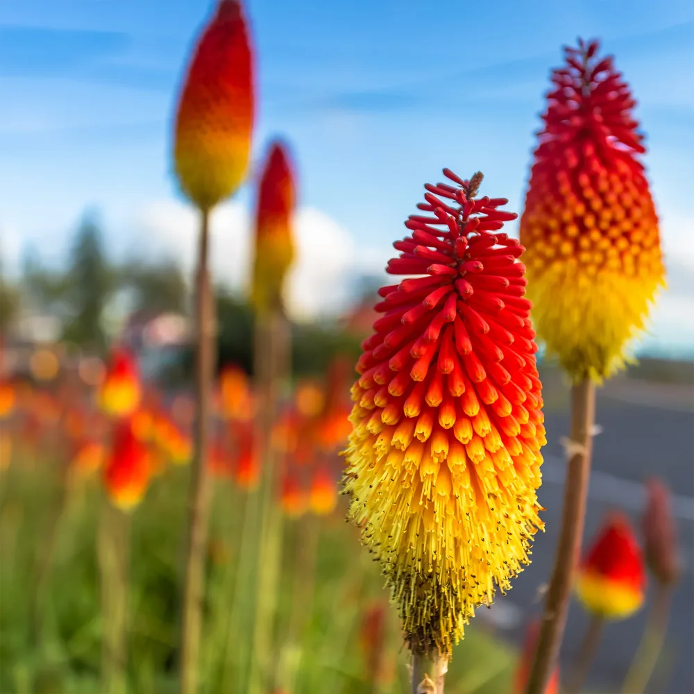Tritoma Royal Standard Kniphofia royal standard
