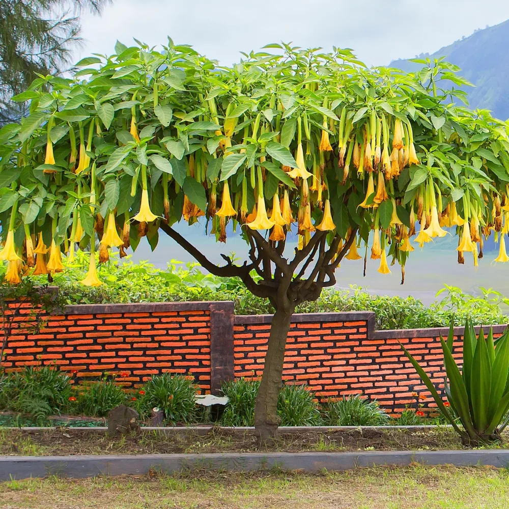 Brugmansia jaune Brugmansia