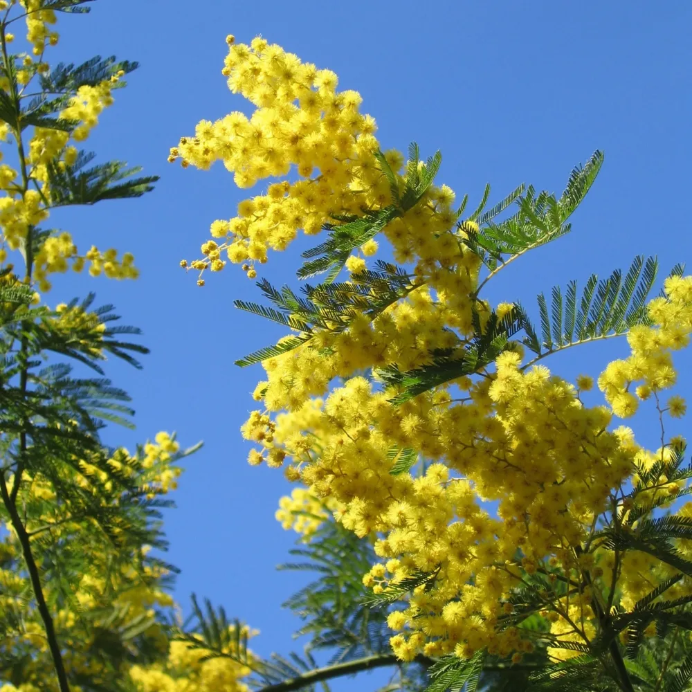 Mimosa d'hiver Acacia dealbata