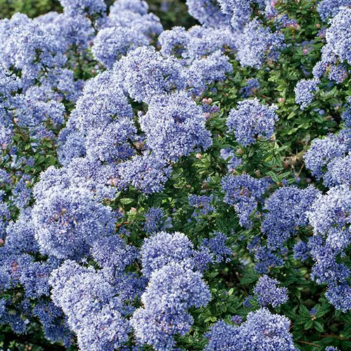 Ceanothe CONCHA (CEANOTHUS CADUQUE ARBUSTIVE) Le pot de 4 litres
