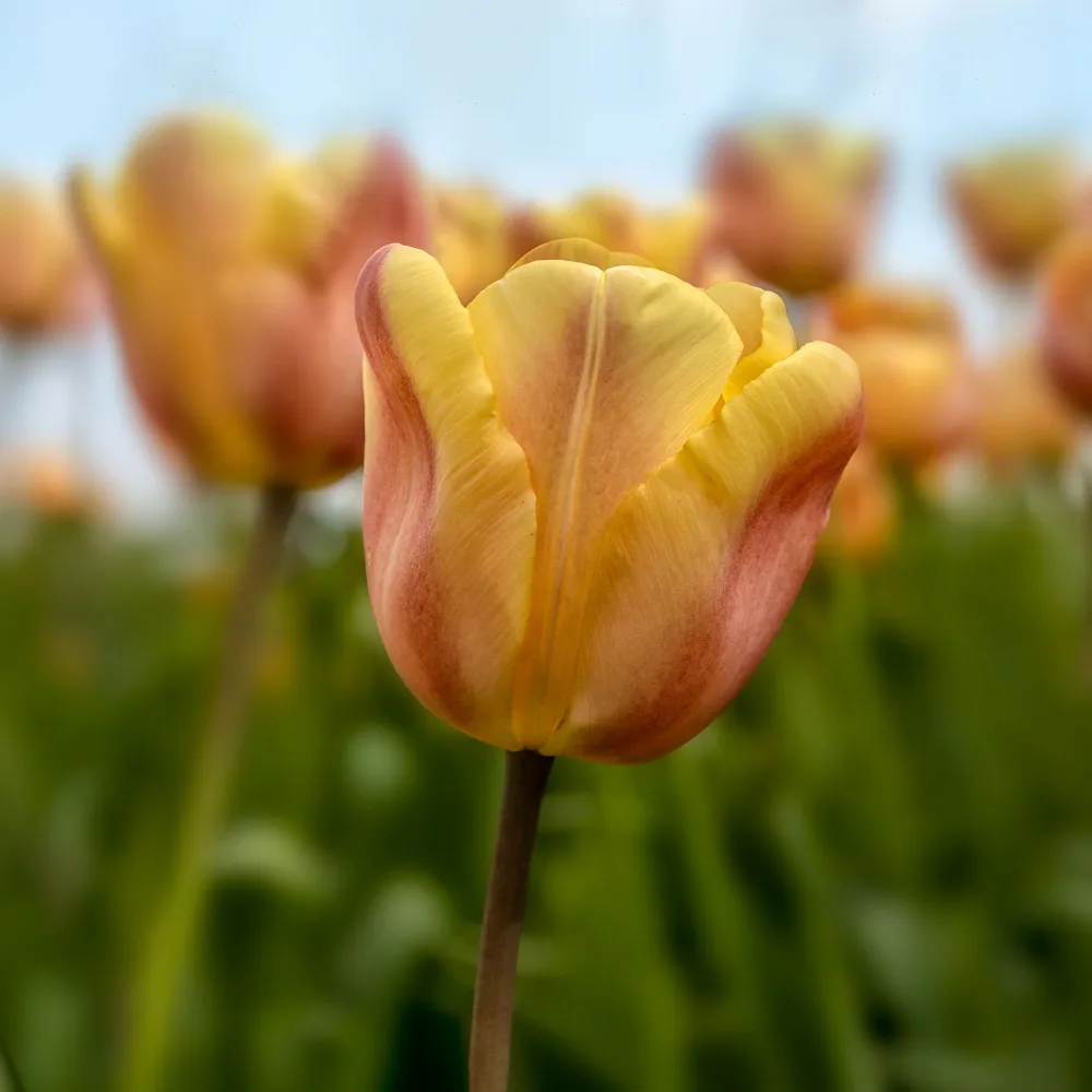 10 Tulipes Triomphe Apricot Foxx Tulipa 'apricot foxx'