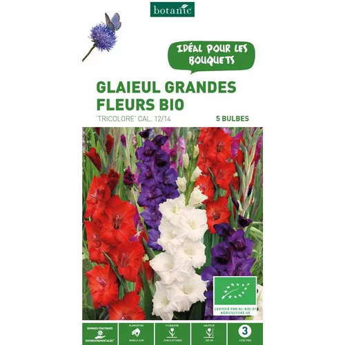 Glaïeul à grandes fleurs tricolore bleu, blanc, rouge bio botanic® - 5 bulbes
