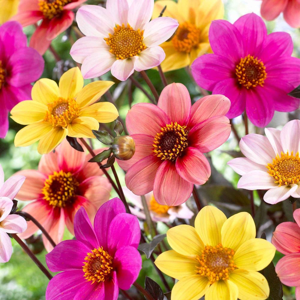 6 Dahlias HS Butterfly en mélange Dahlia 'Flame', 'Wink', 'First Love', 'Princess', 'Party', 'Romeo'