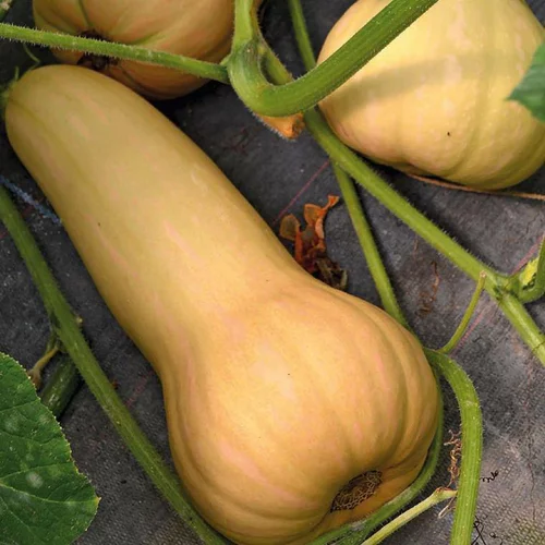 Courge Longue De Nice Bio. Le pot de 10,5 cm