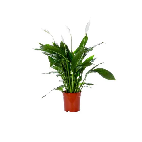 Spathiphyllum pot Ø17 cm/ H80 cm